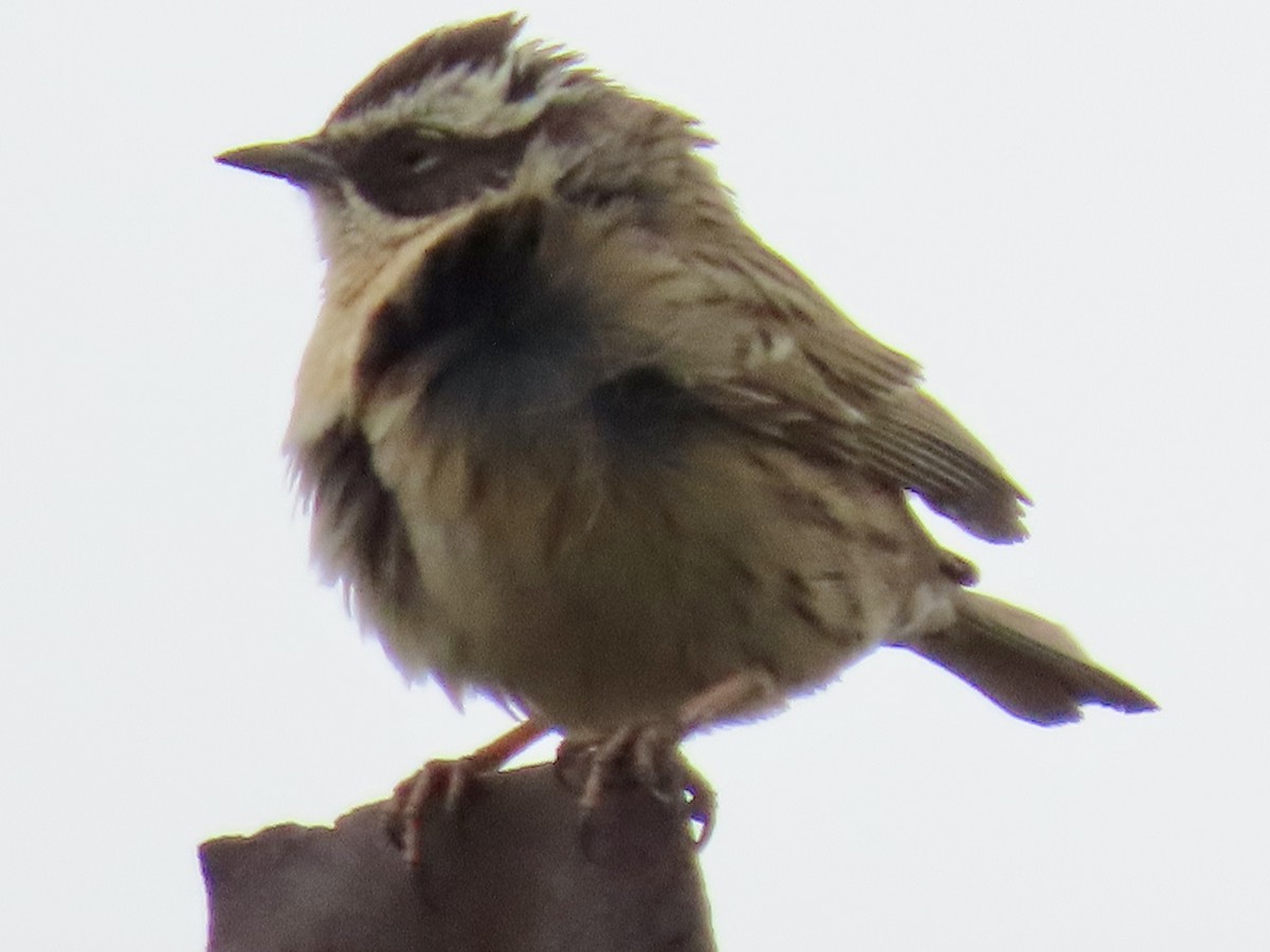 Radde's Accentor (Radde's) - ML636397016