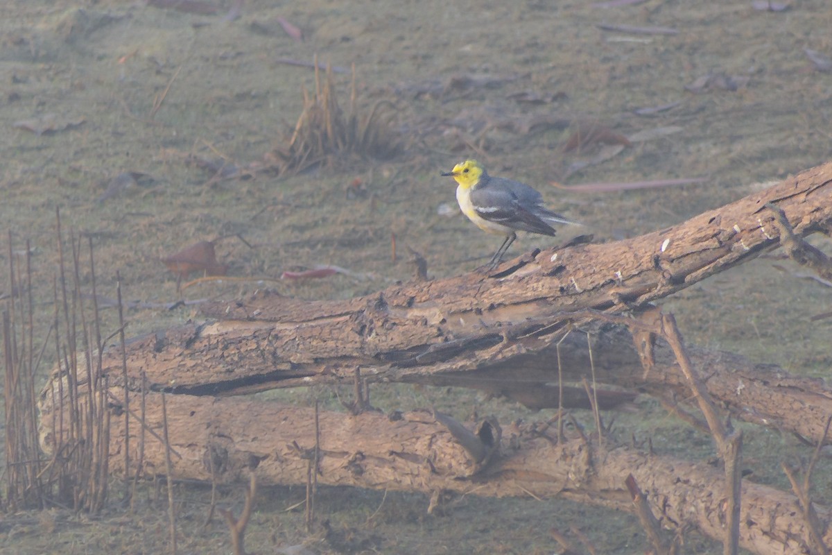 Citrine Wagtail - ML636397017