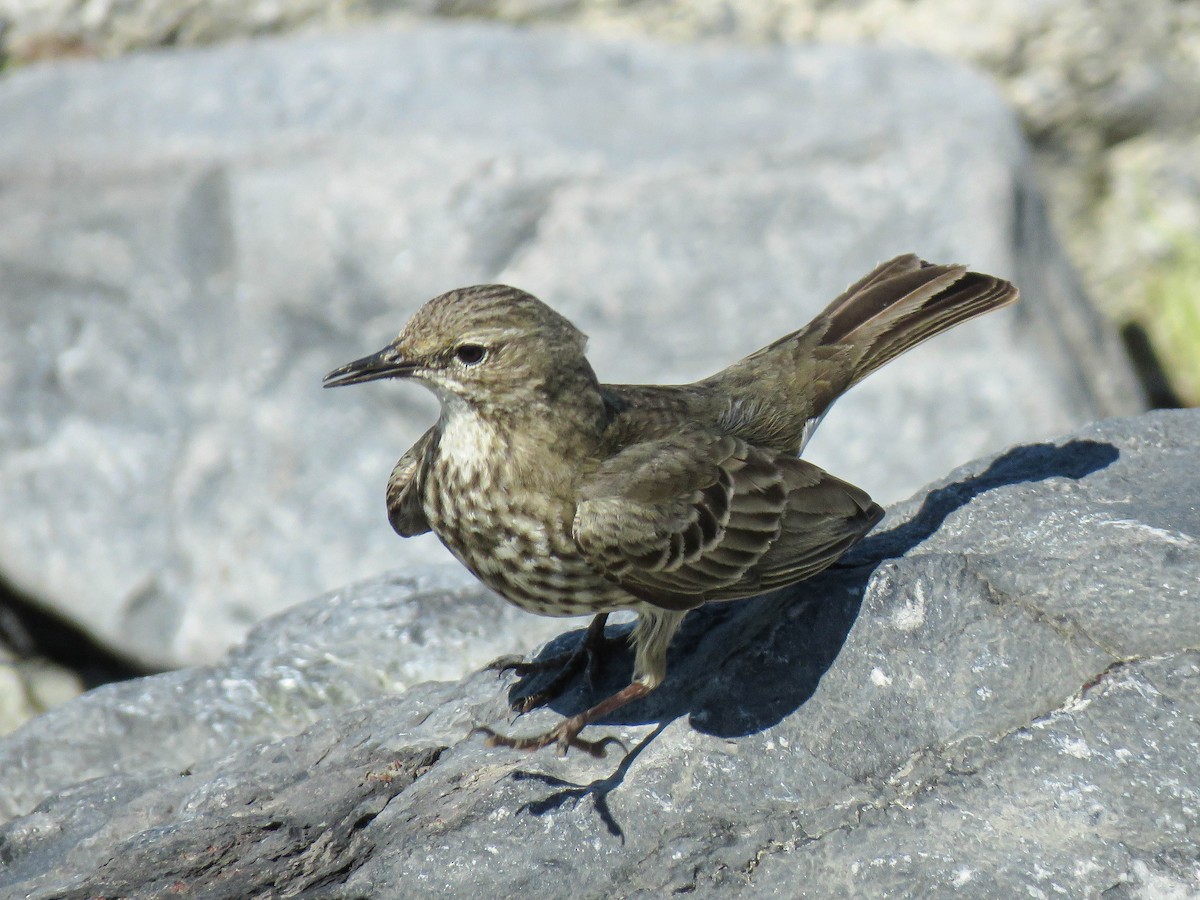 Rock Pipit - ML636397052