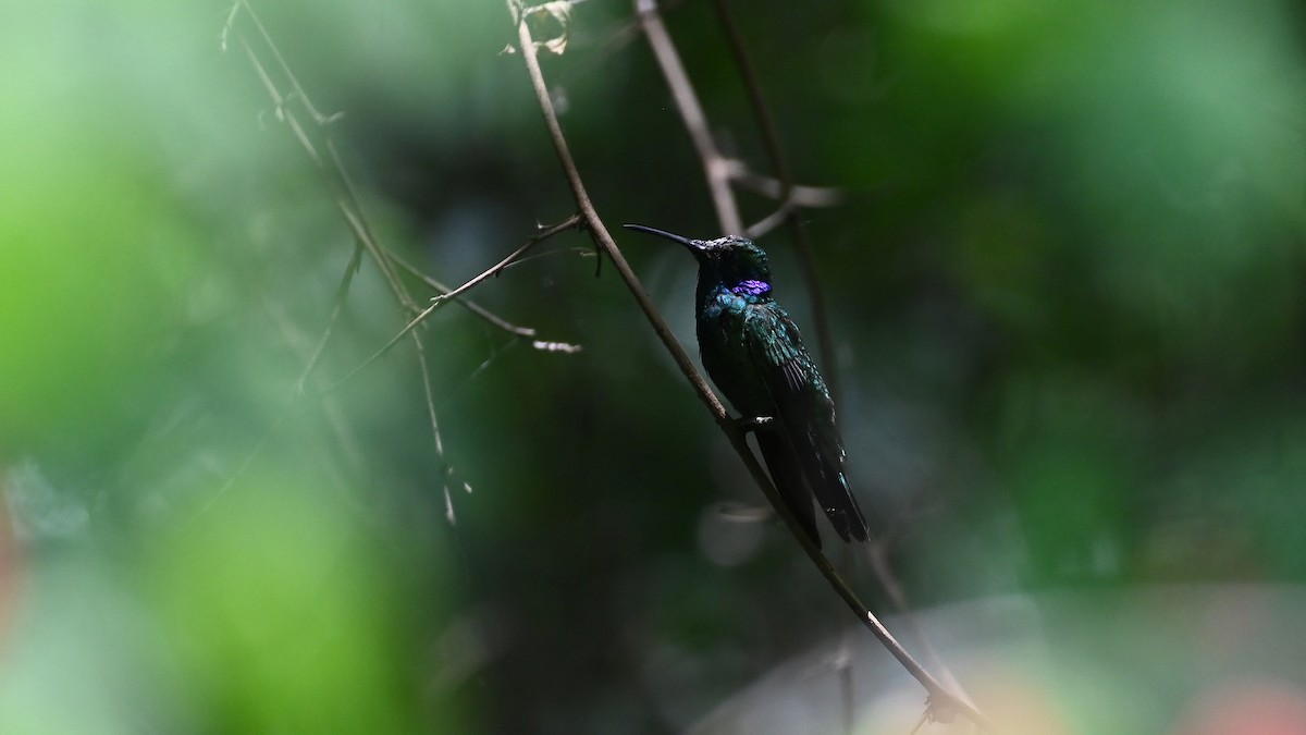 Mexican Violetear - ML636397124