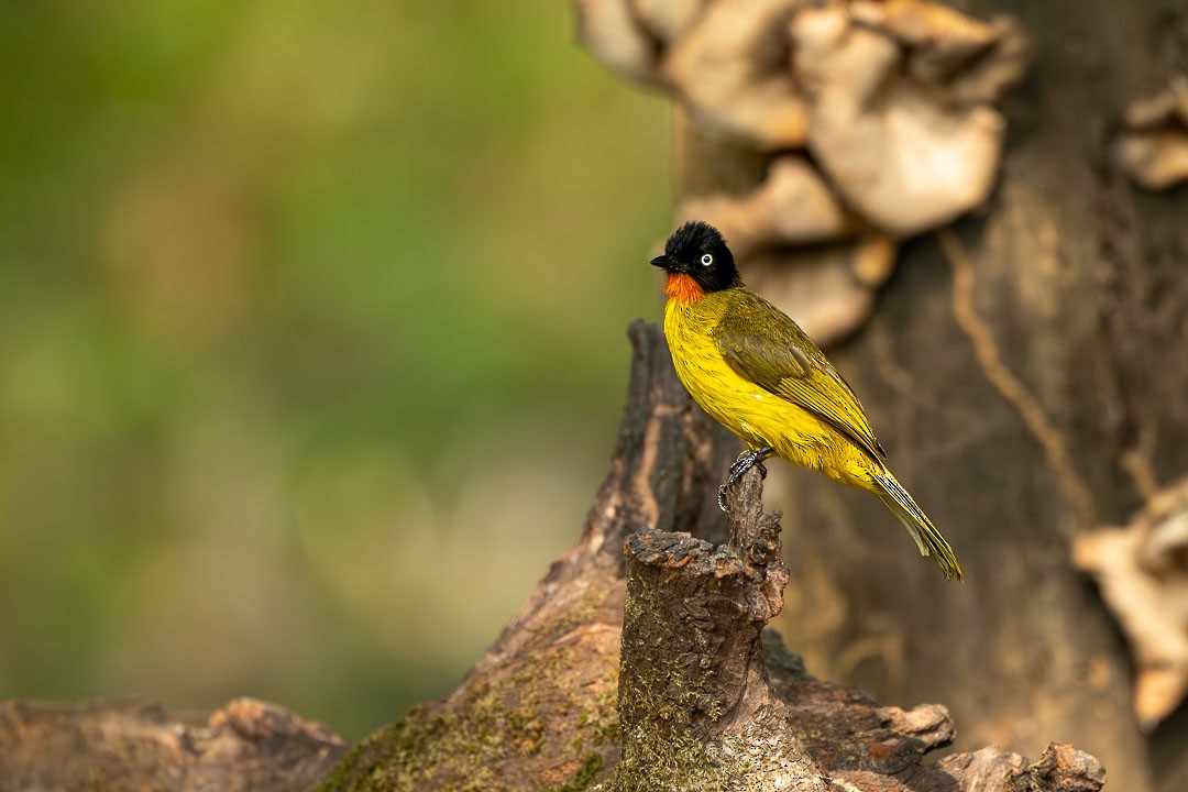 Flame-throated Bulbul - ML636397164
