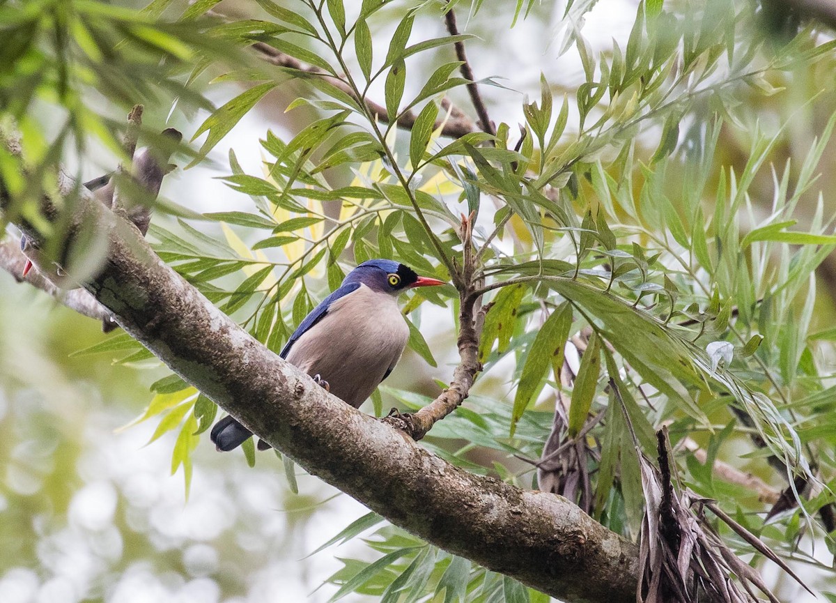 Velvet-fronted Nuthatch - ML636397187