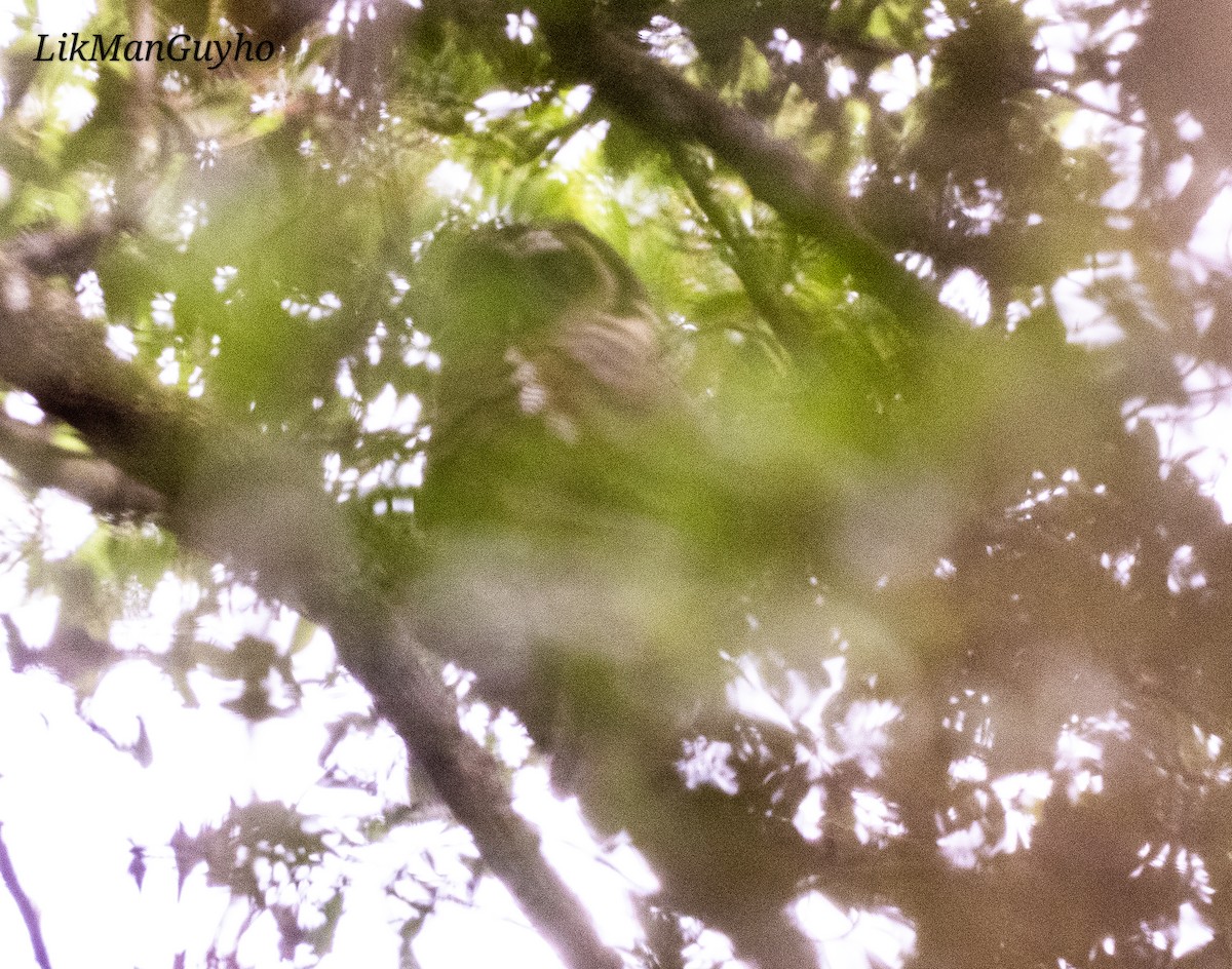 Brown Wood-Owl - ML636397209