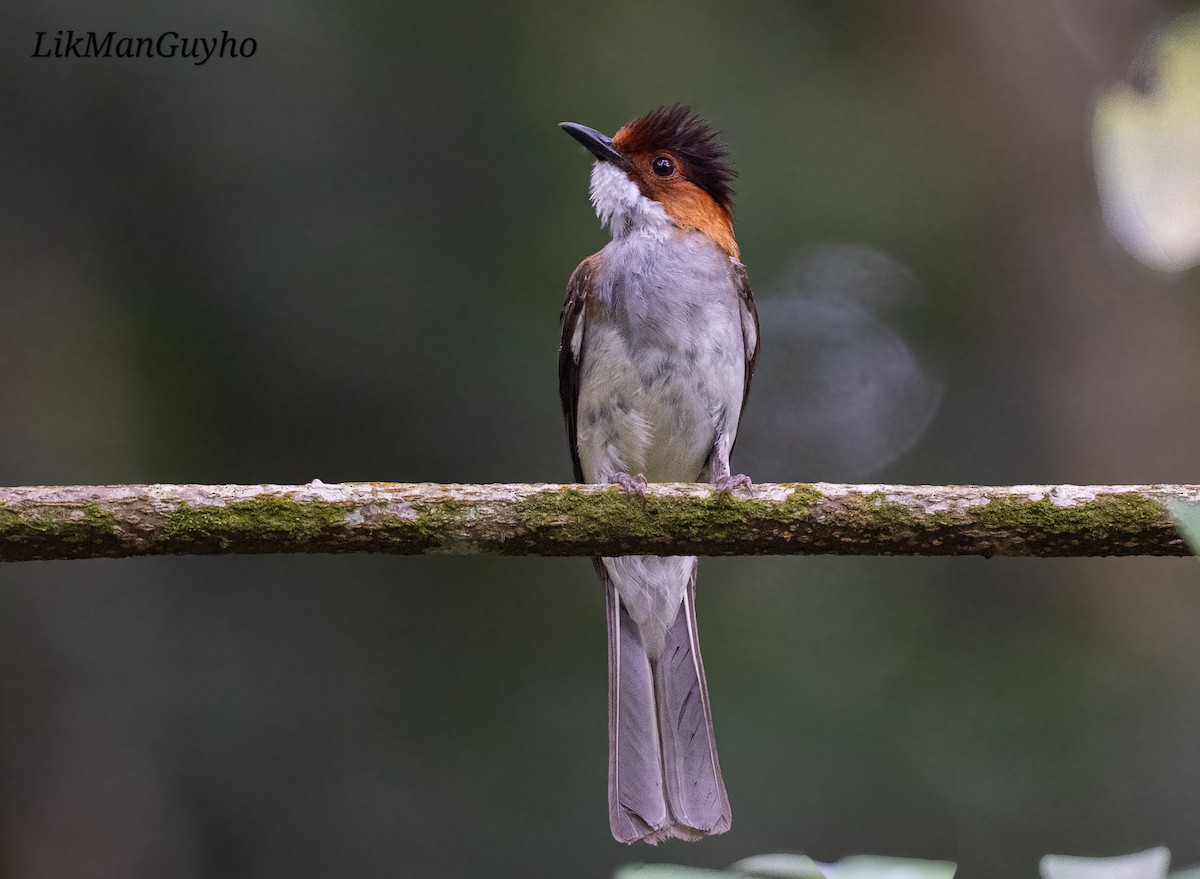 Chestnut Bulbul - ML636397216