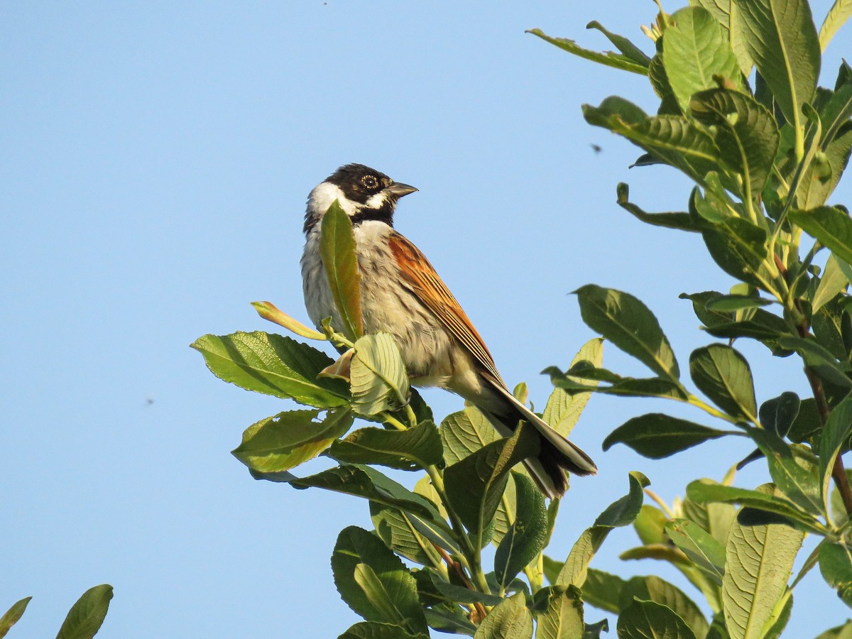 Migliarino di palude - ML636397230