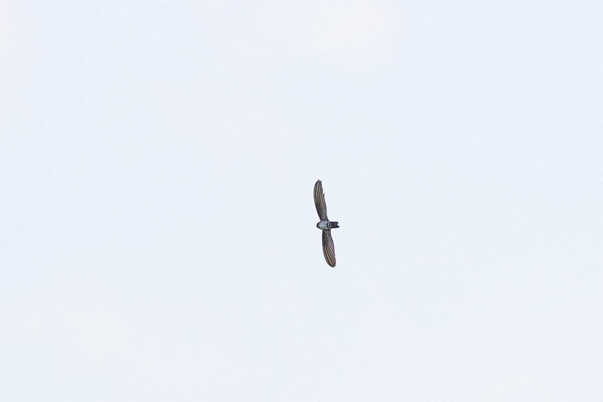 Cave Swiftlet - ML636397232