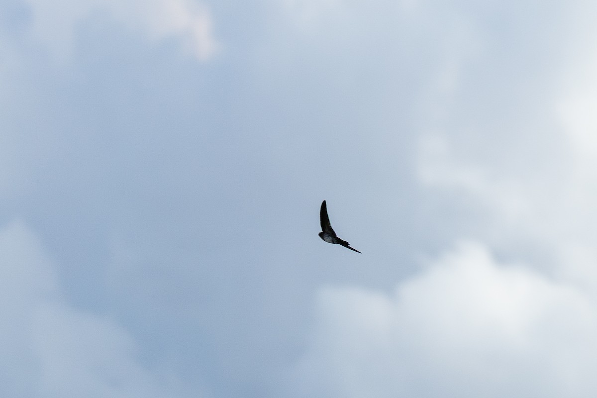Cave Swiftlet - ML636397233