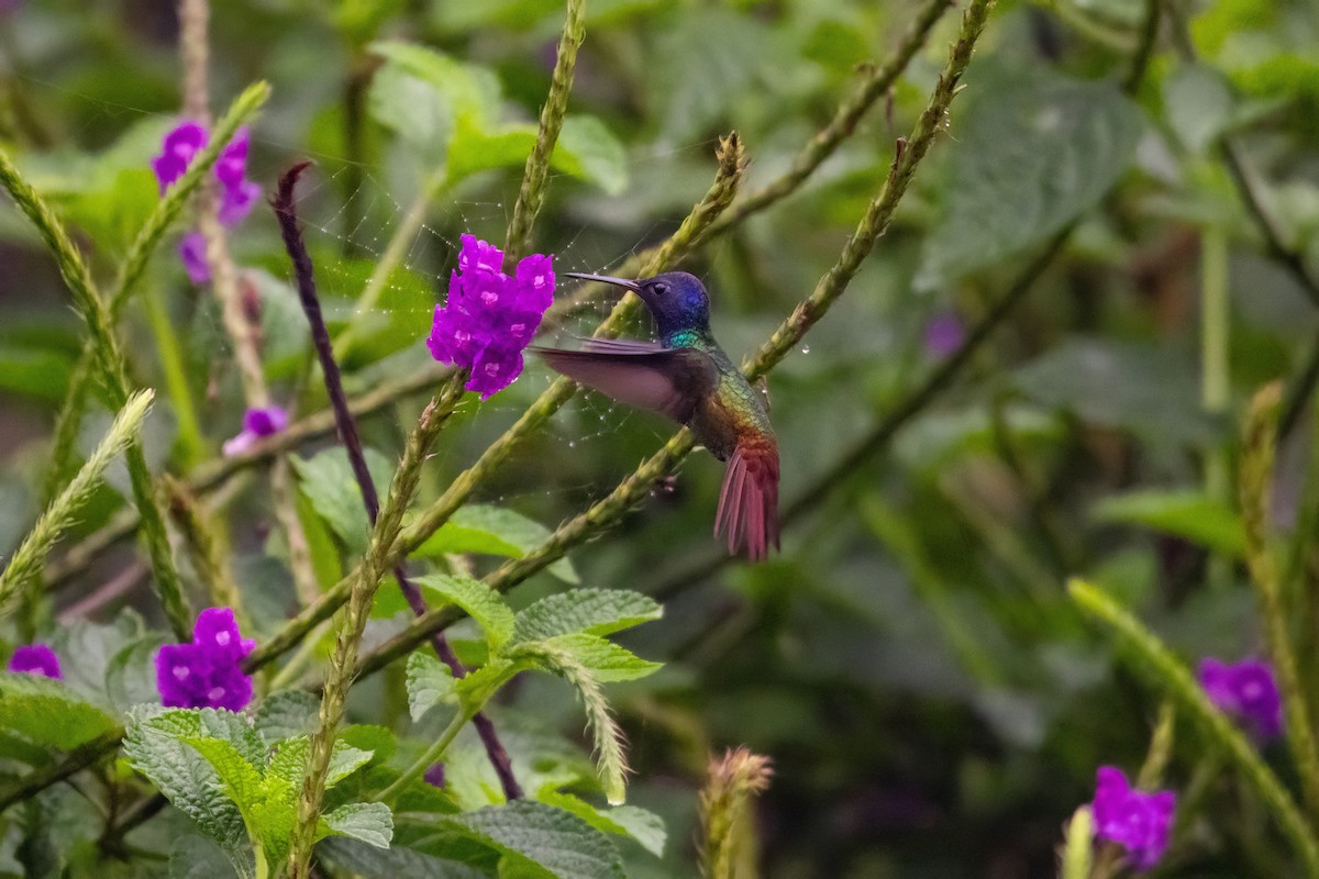 Golden-tailed Sapphire - ML636397267