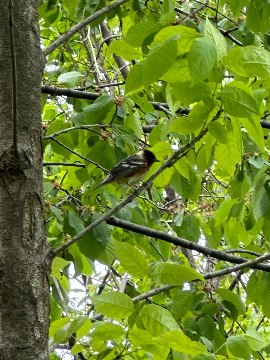 Bay-breasted Warbler - ML636397271