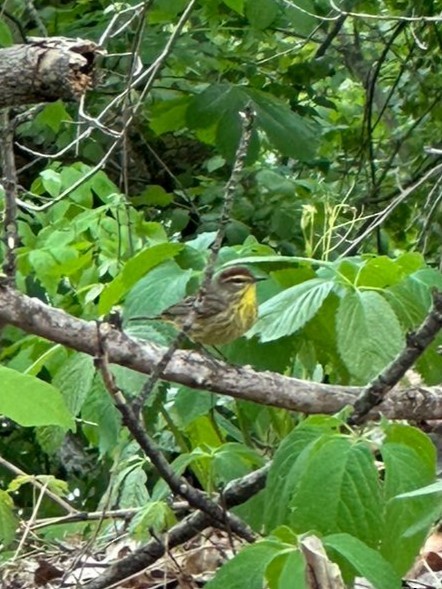 Palm Warbler - ML636397276