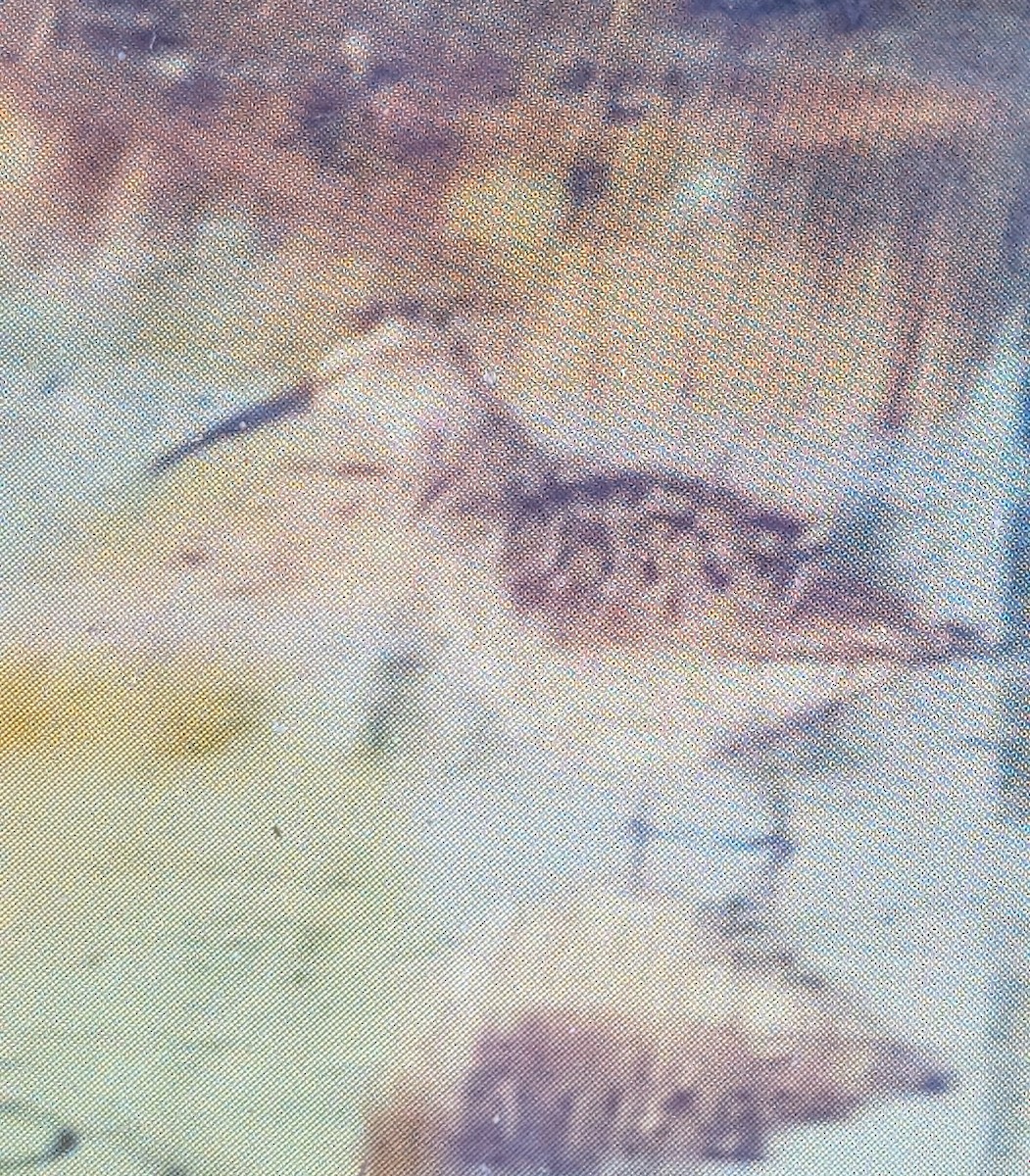 Stilt Sandpiper - ML636397279