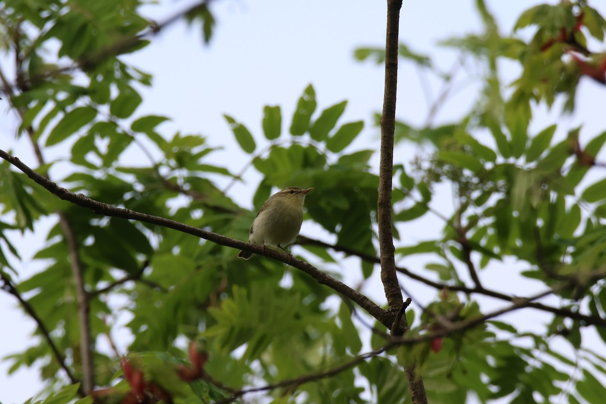 Green Warbler - ML636397288