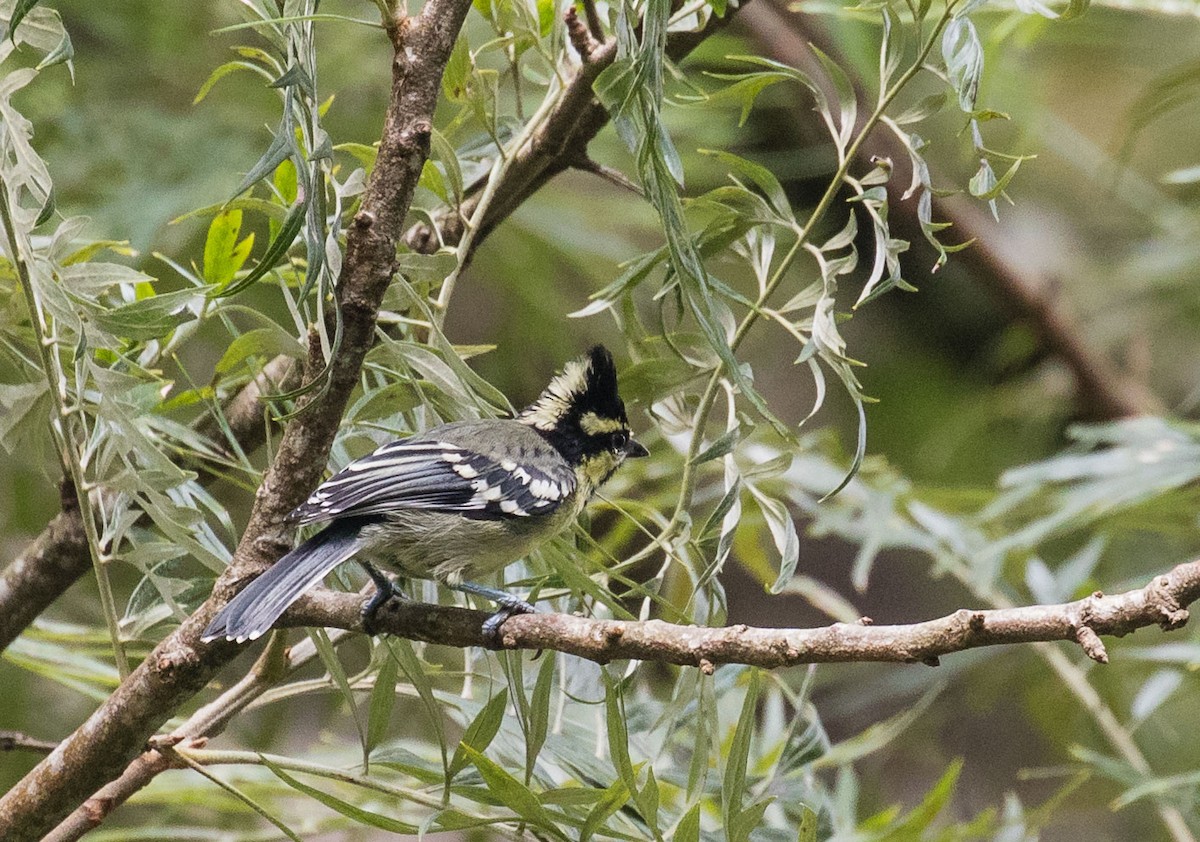 Indian Yellow Tit - ML636397300