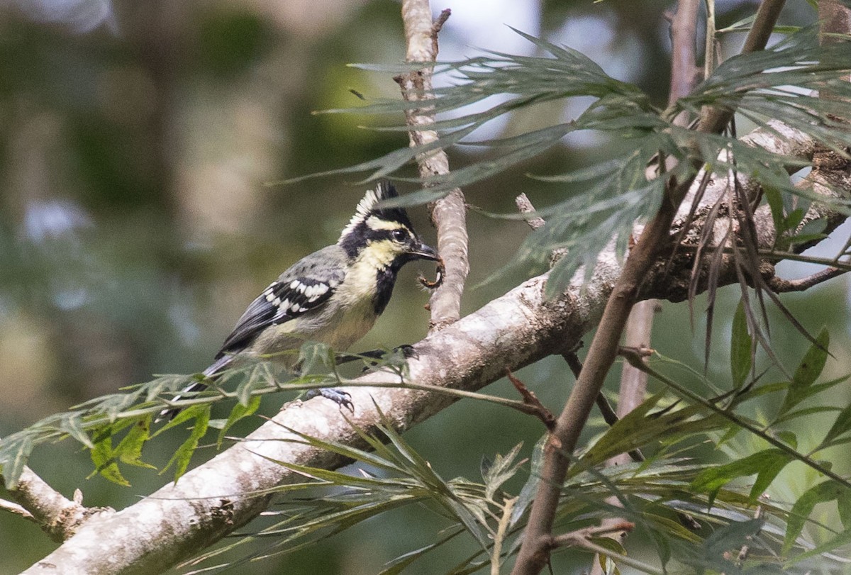 Indian Yellow Tit - ML636397301