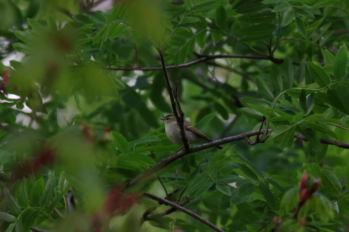 Green Warbler - ML636397303