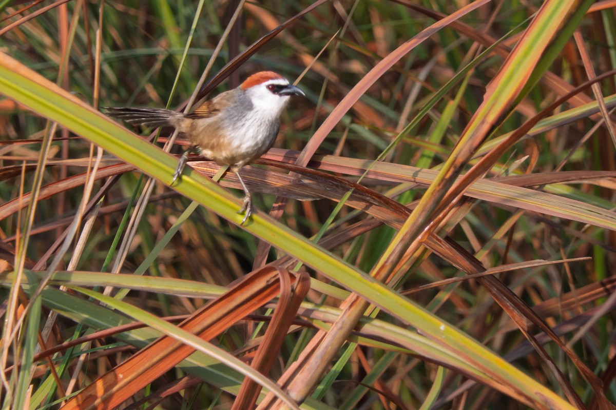 Chestnut-capped Babbler - ML636397317
