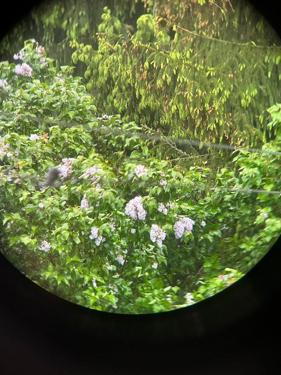 Bay-breasted Warbler - ML636397319