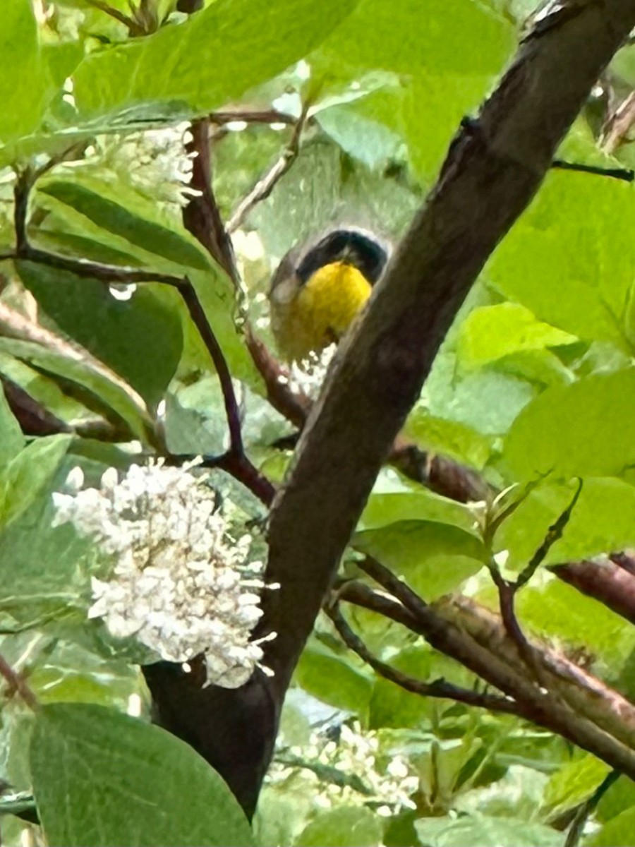 Common Yellowthroat - ML636397338
