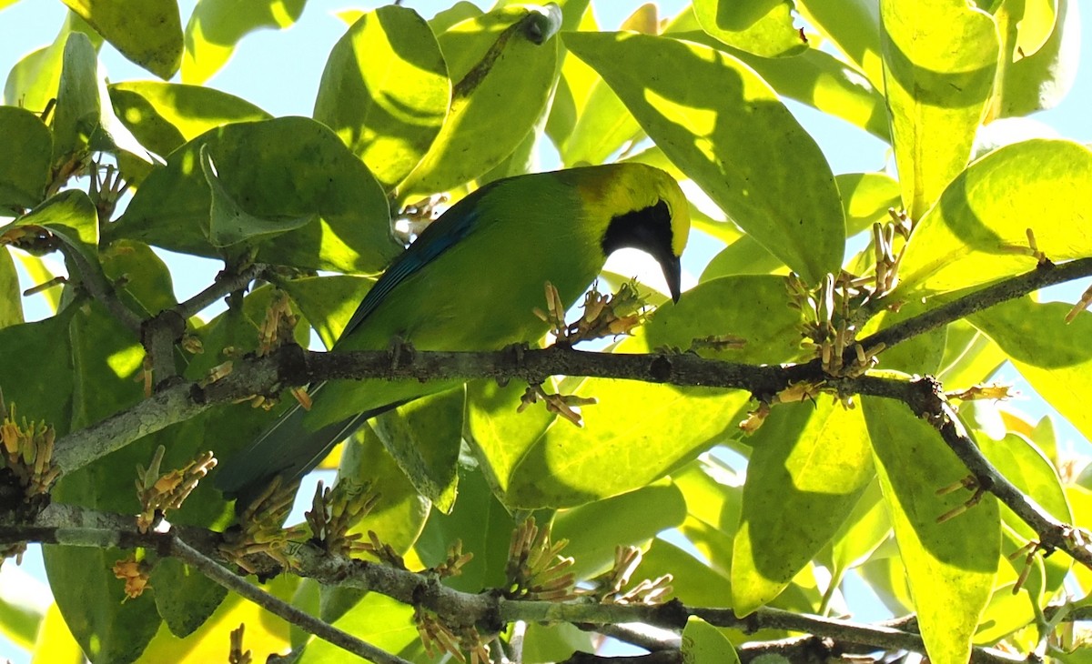 Blue-winged Leafbird - ML636397358