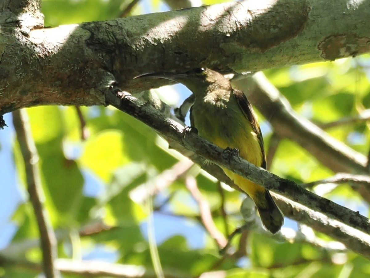 Thick-billed Spiderhunter - ML636397359