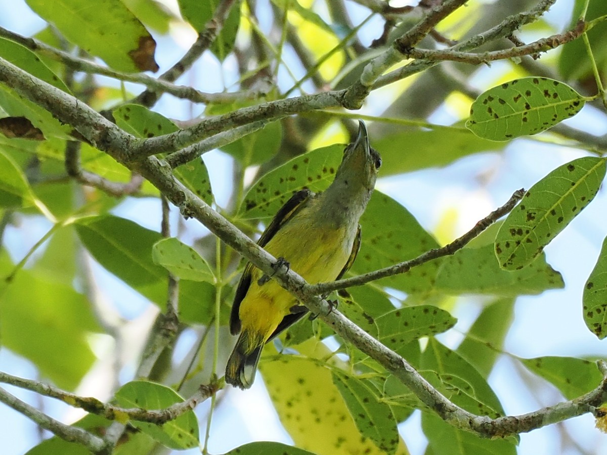 Thick-billed Spiderhunter - ML636397360