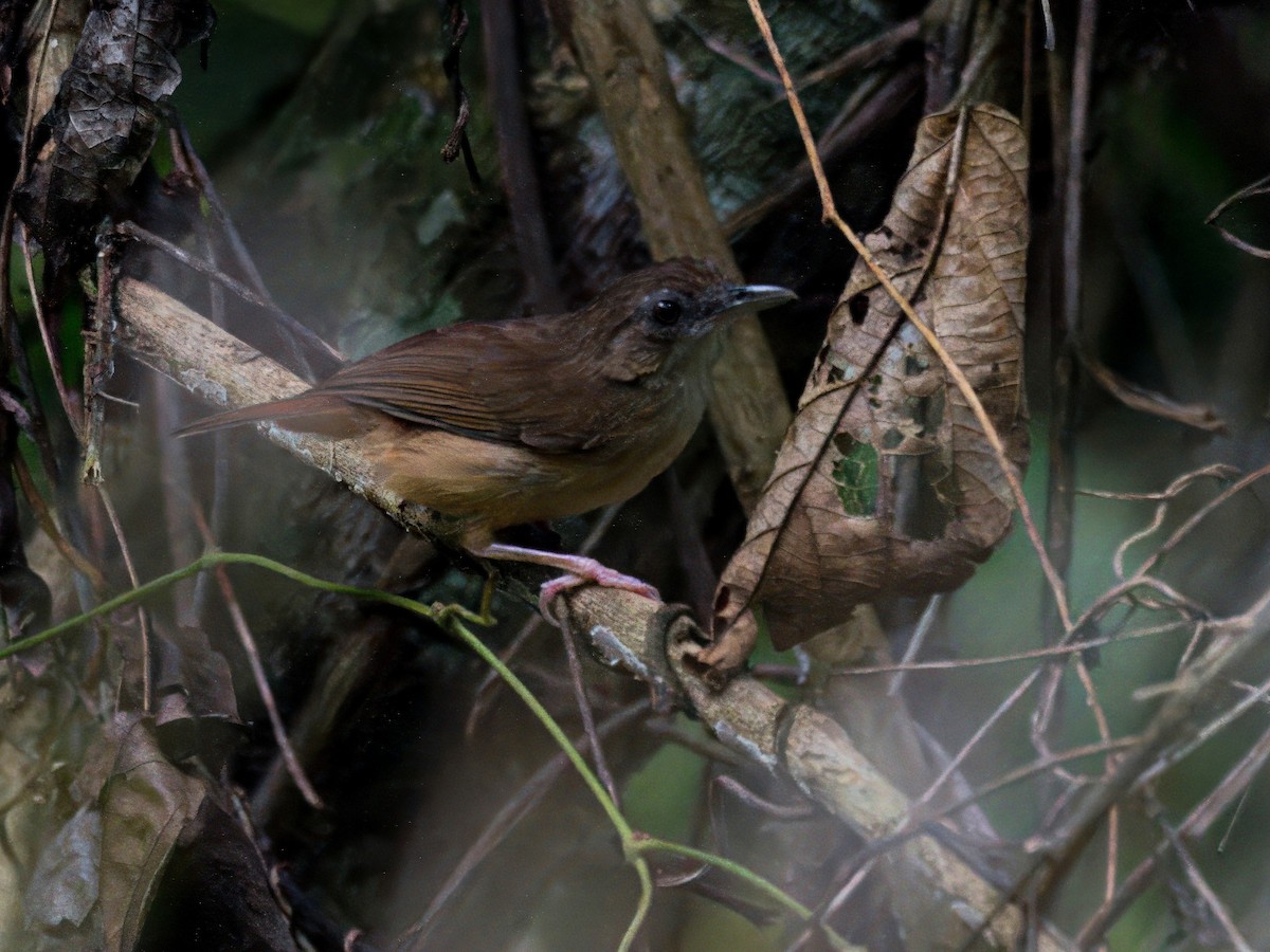 Abbott's Babbler - ML636397363