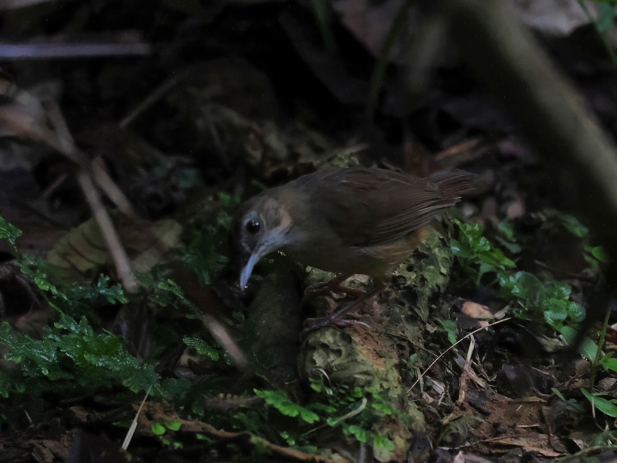 Abbott's Babbler - ML636397364