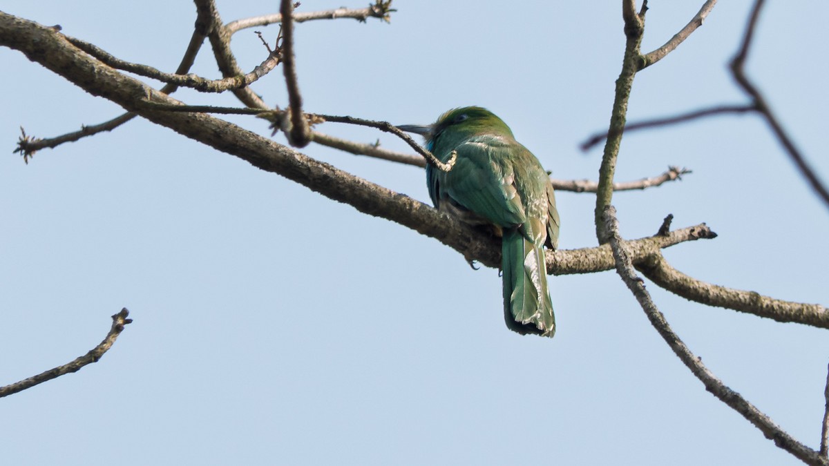Blue-bearded Bee-eater - ML636397381