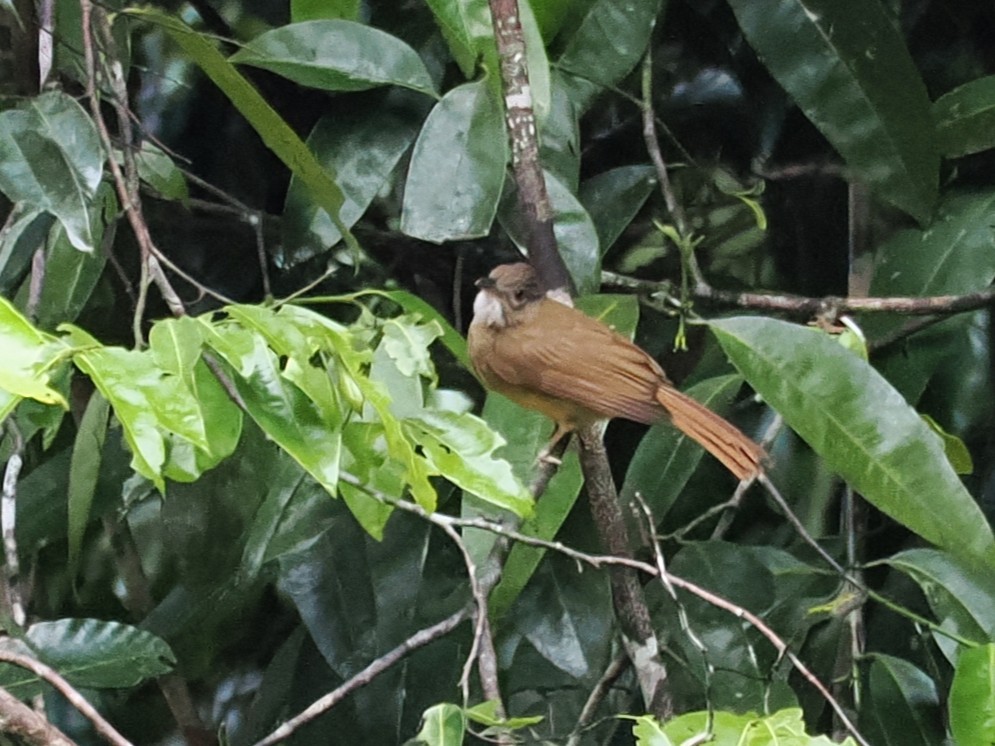 Gray-cheeked Bulbul - ML636397382