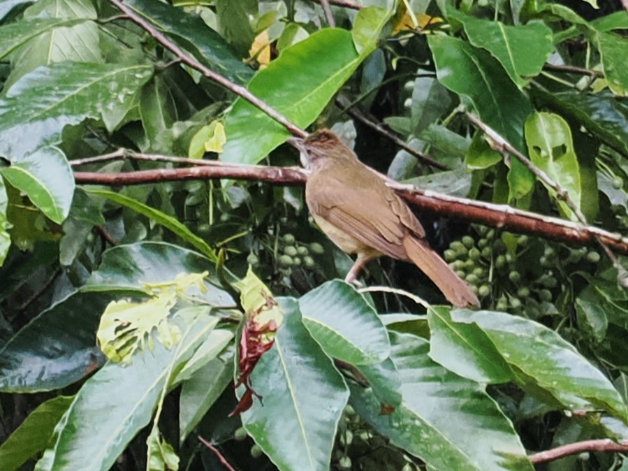 Gray-cheeked Bulbul - ML636397384