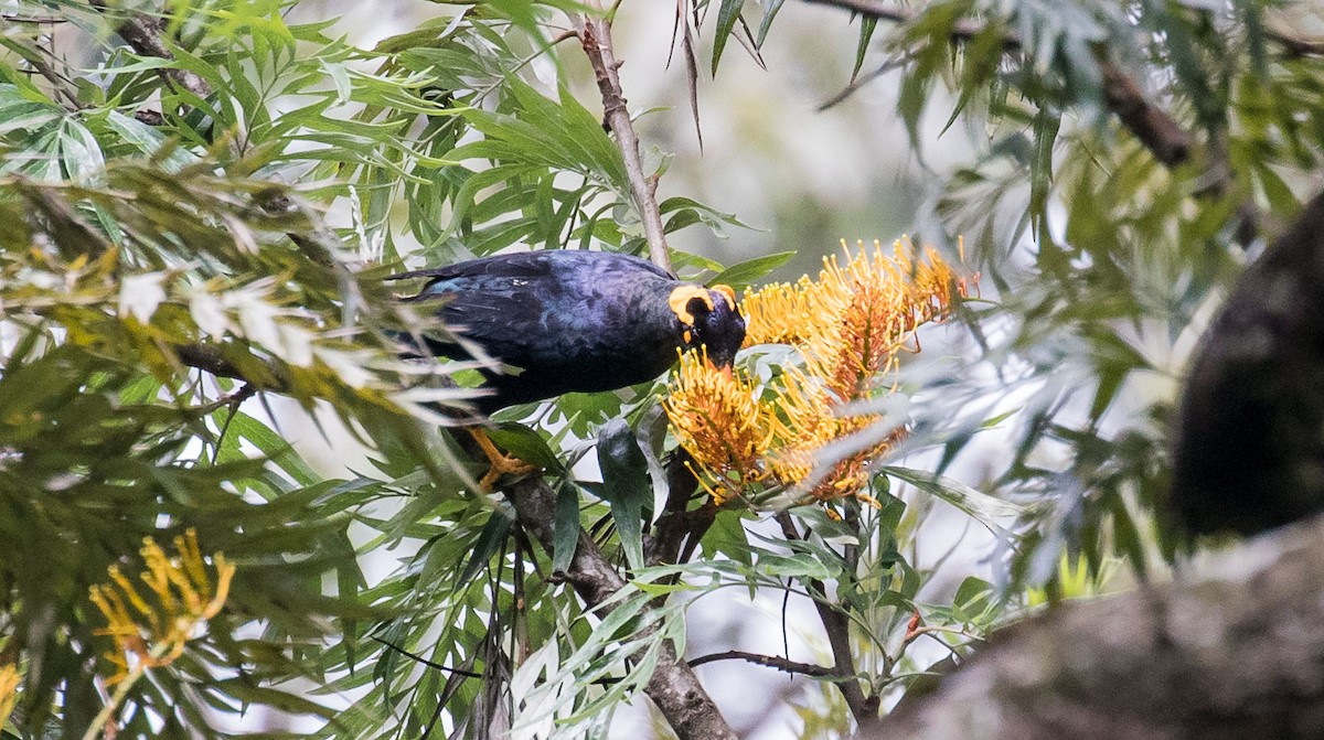 Southern Hill Myna - ML636397402