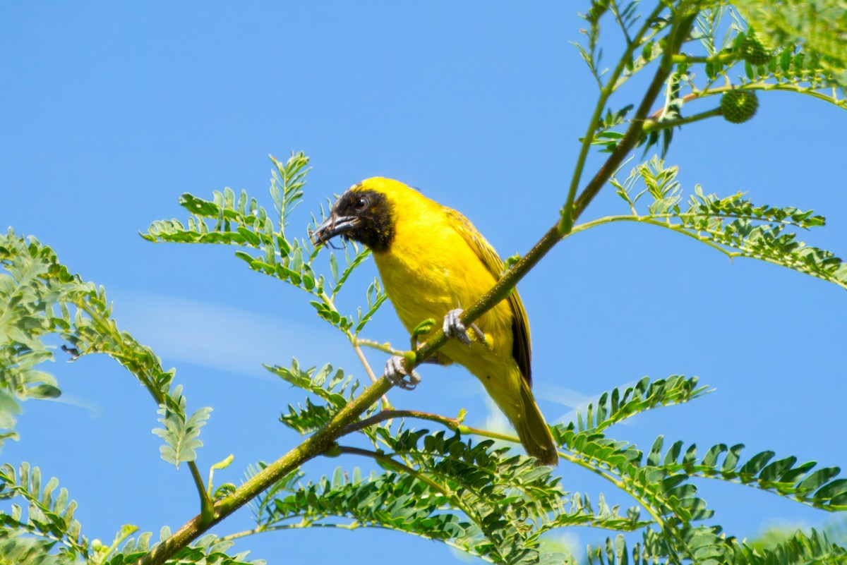 Slender-billed Weaver - ML636397407
