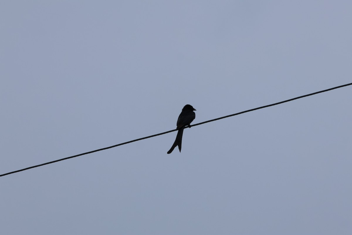 Black Drongo - ML636397437