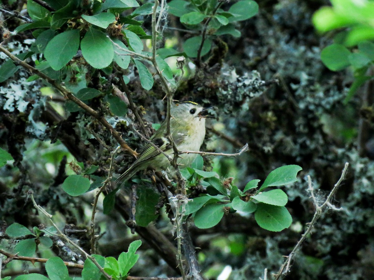 Regolo - ML636397450