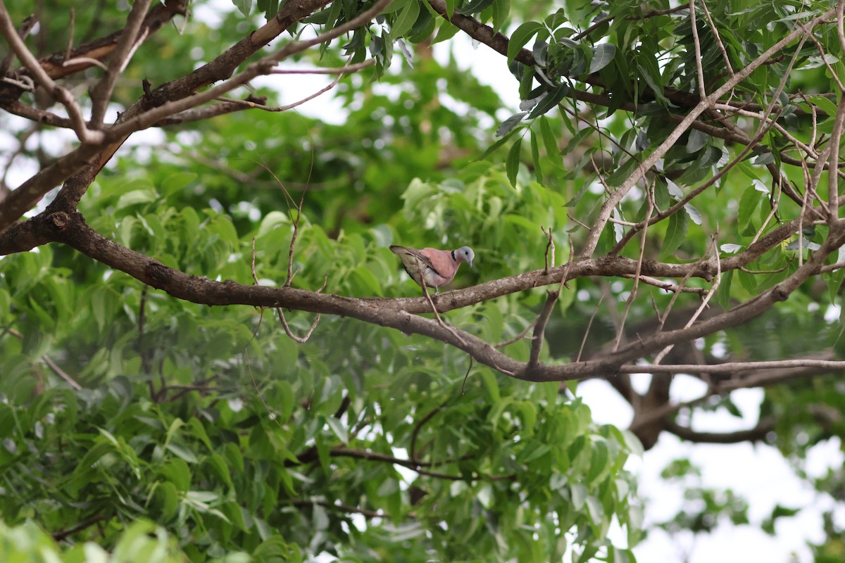 Red Collared-Dove - ML636397453