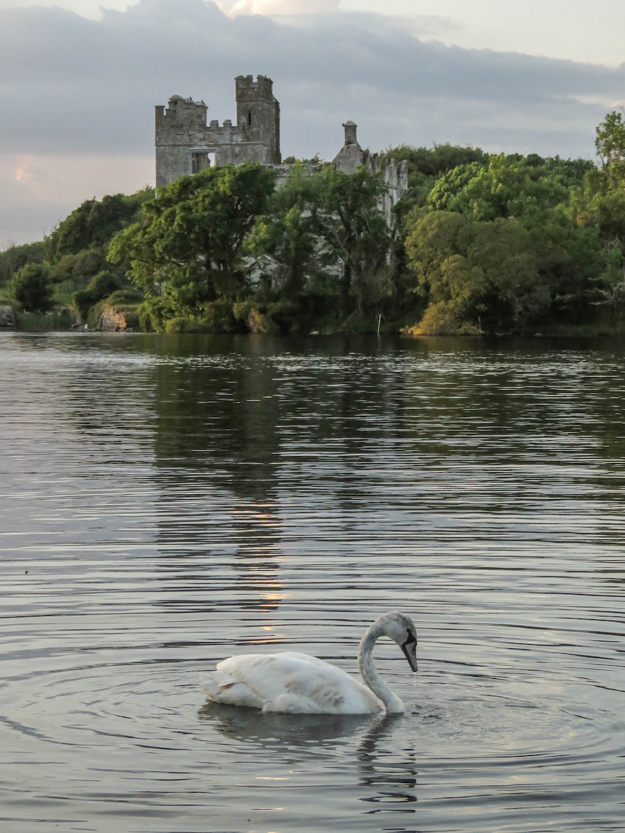 Cigno reale - ML636397454