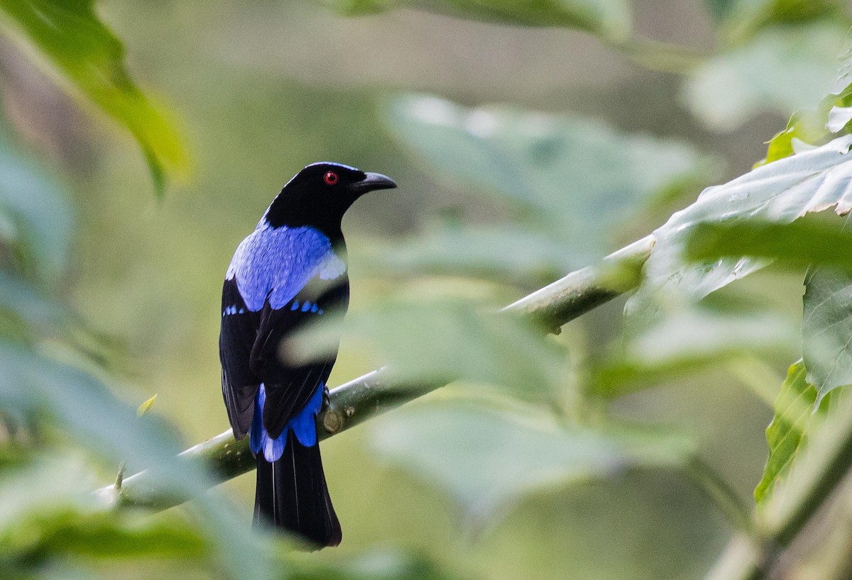 Asian Fairy-bluebird - ML636397464