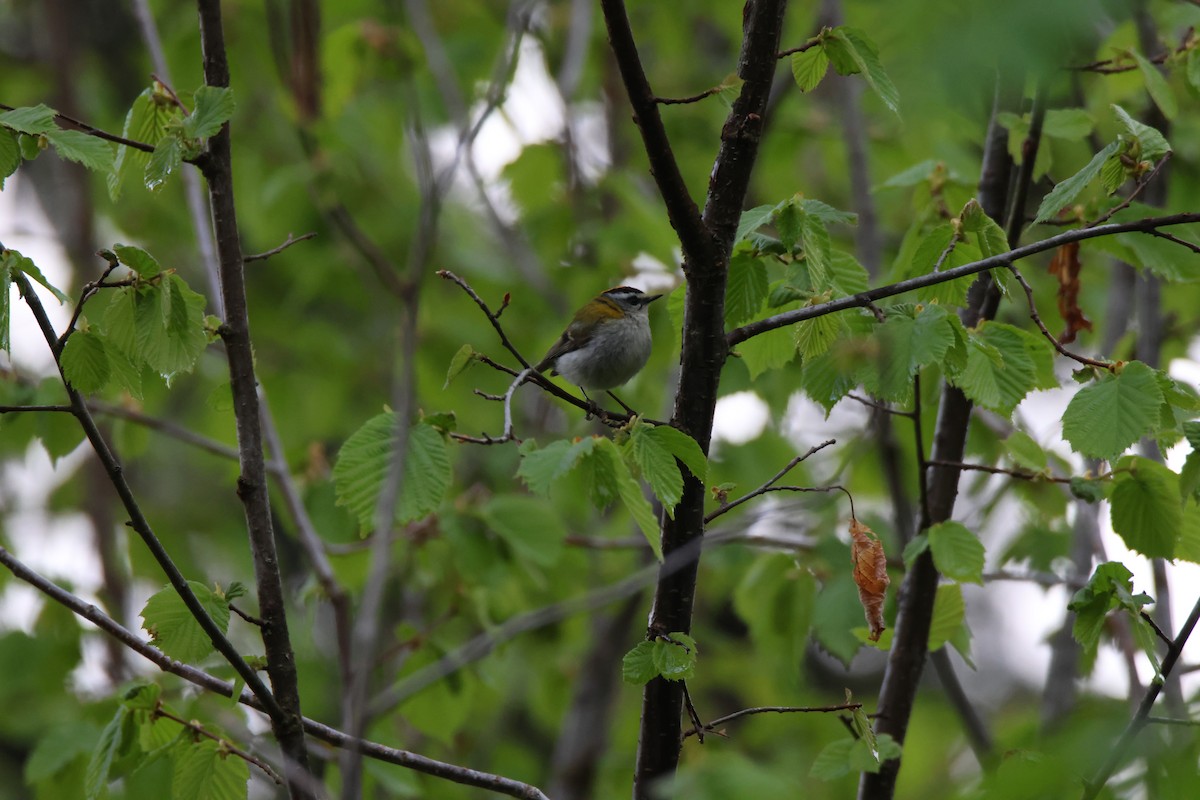 Common Firecrest - ML636397466