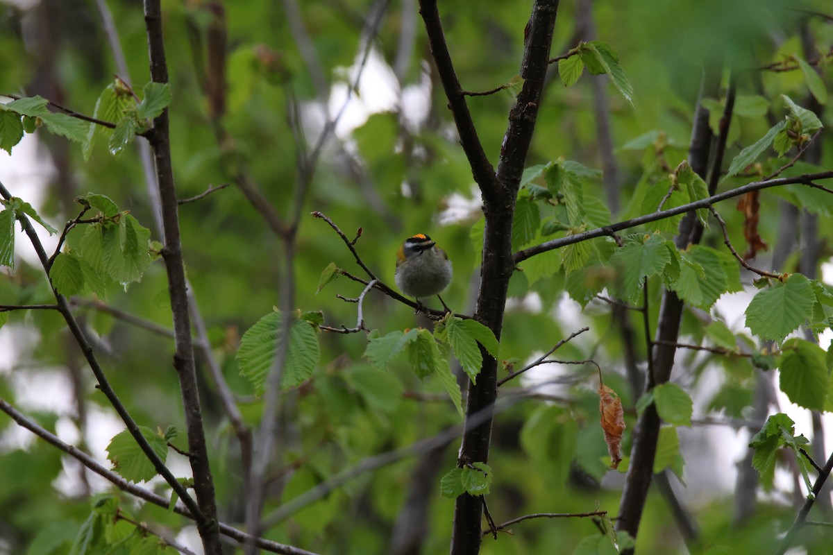 Common Firecrest - ML636397467