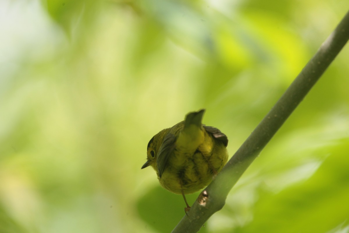 Wilson's Warbler - ML636397477