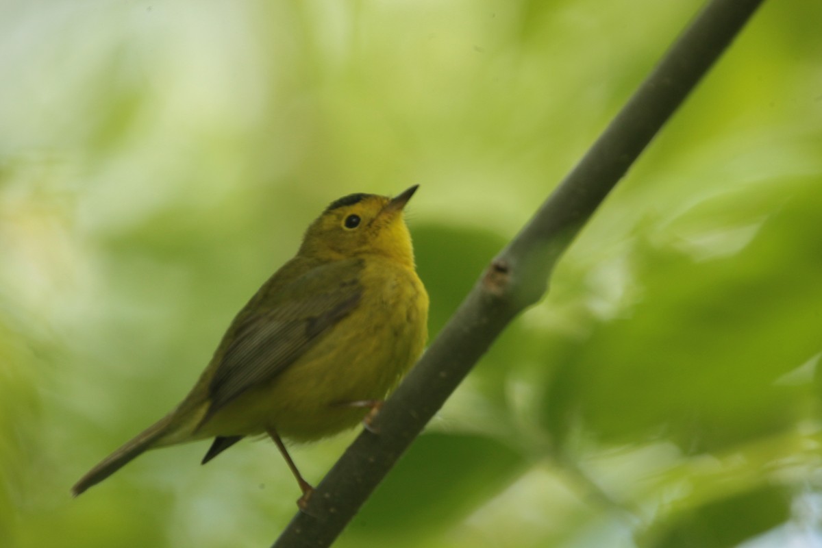 Wilson's Warbler - ML636397478
