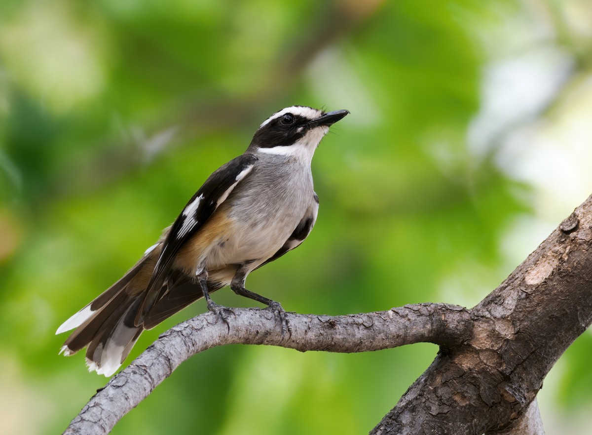 Buff-sided Robin - ML636397505