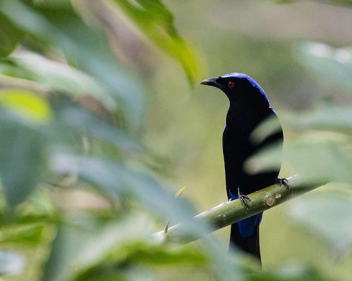 Asian Fairy-bluebird - ML636397506