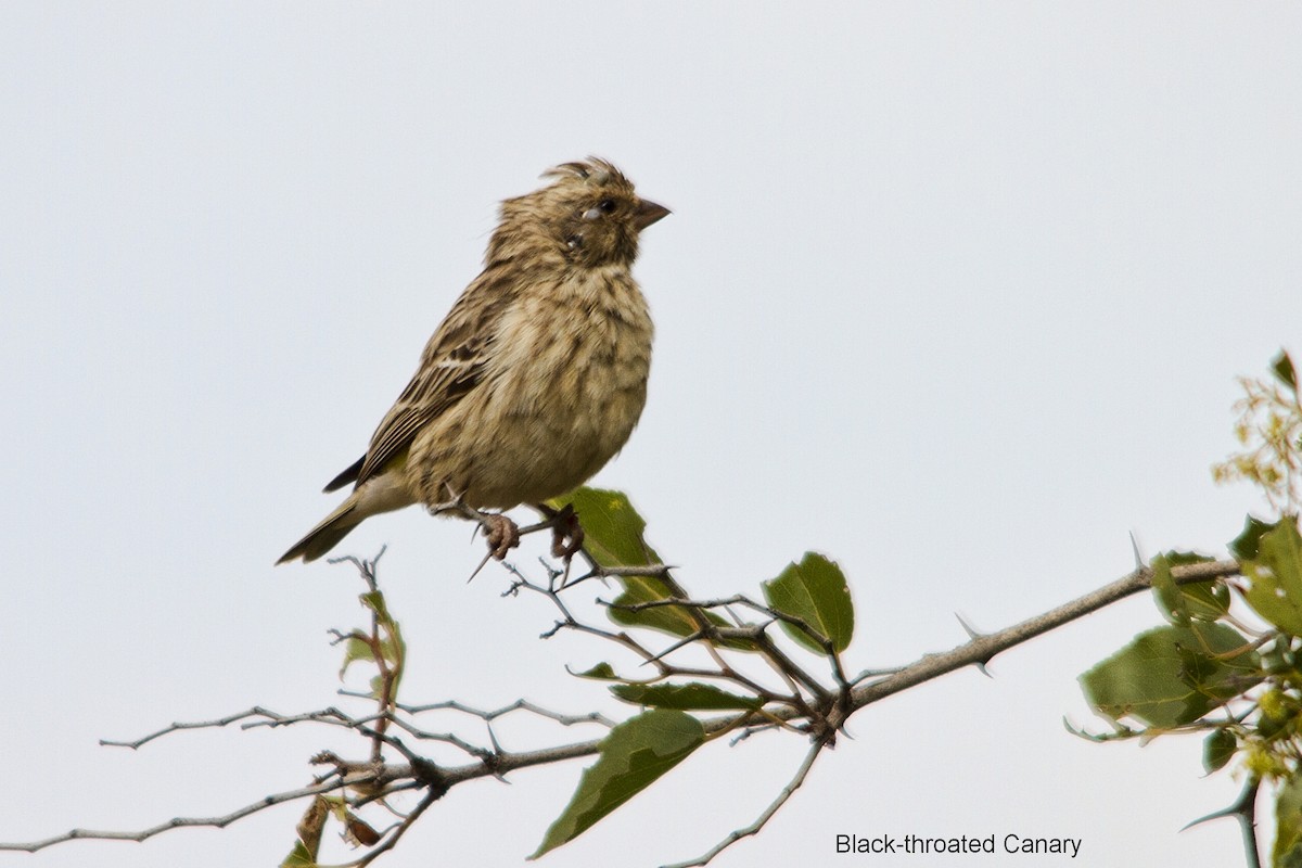 Black-throated Canary - ML636397517