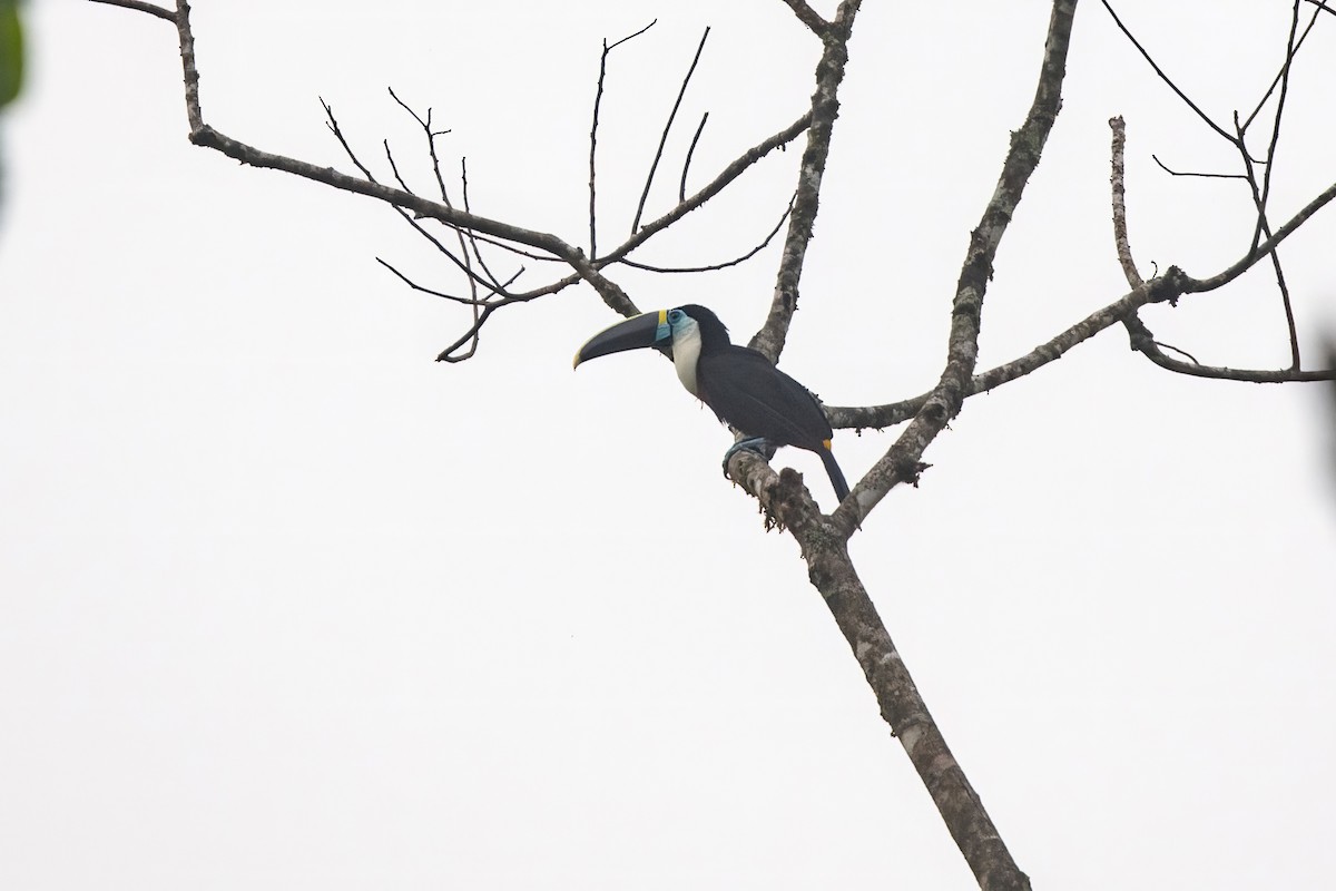 Channel-billed Toucan (Yellow-ridged) - ML636397539