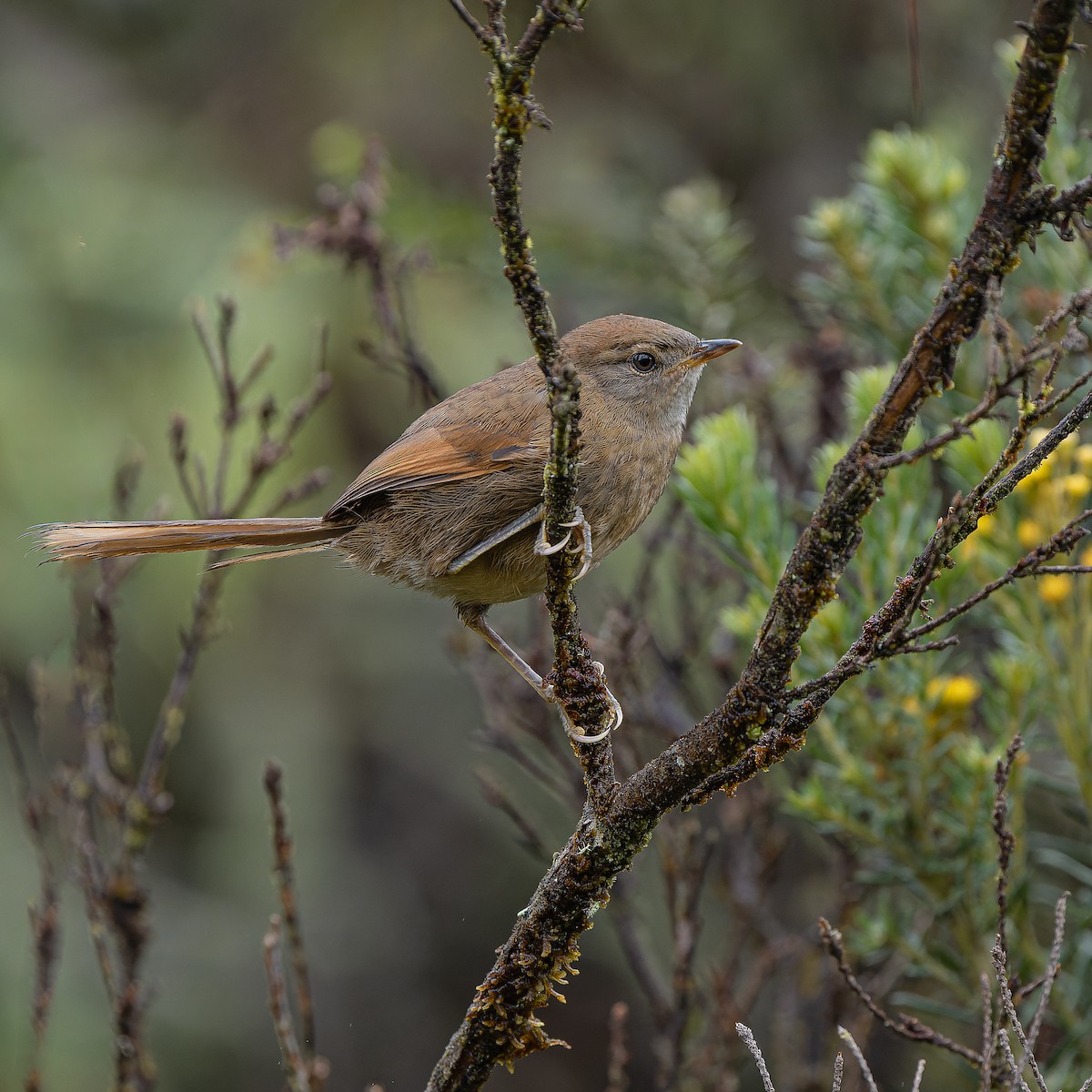 Azara's Spinetail - ML636397540