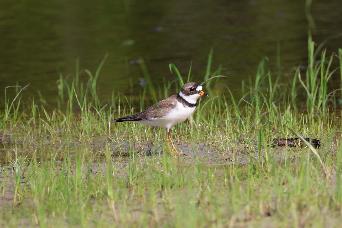 kulík kanadský - ML636397590