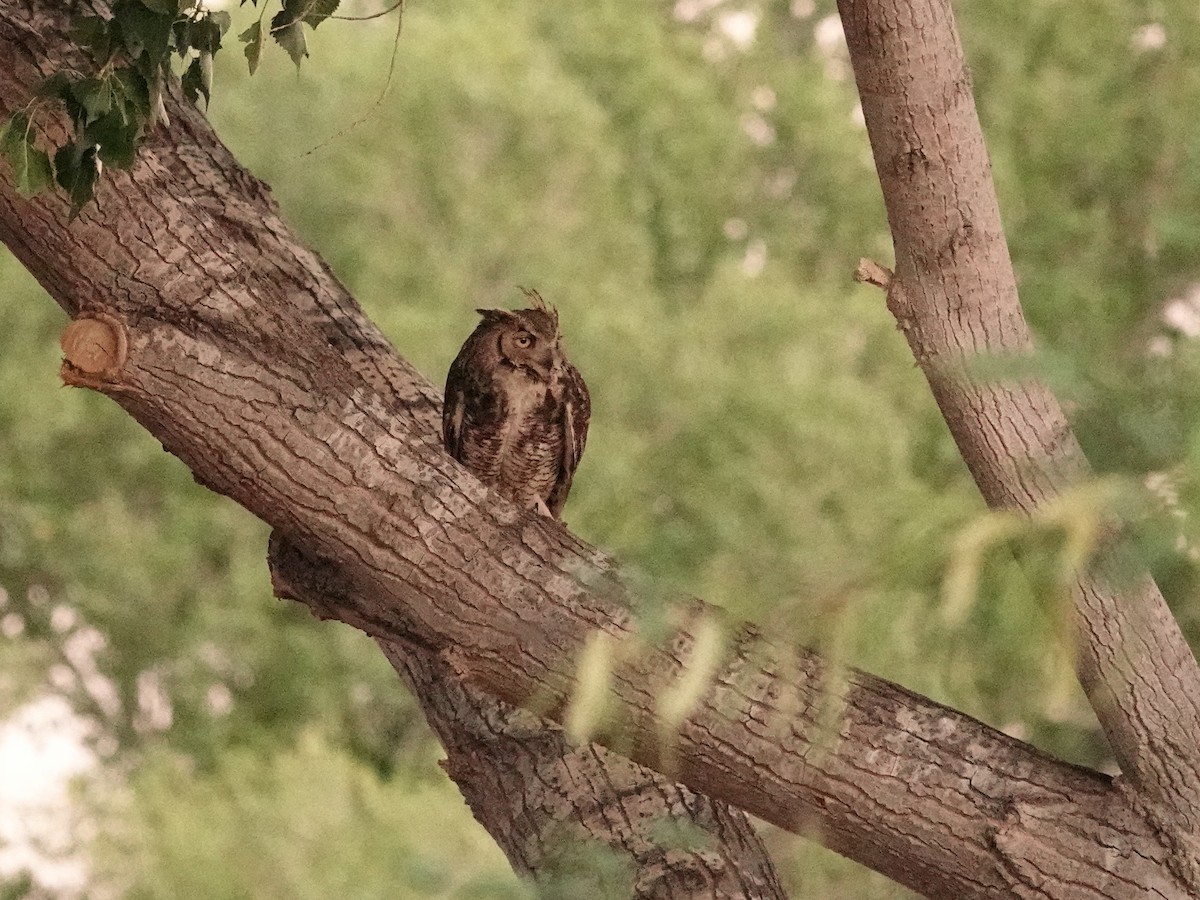 Great Horned Owl - ML636397601
