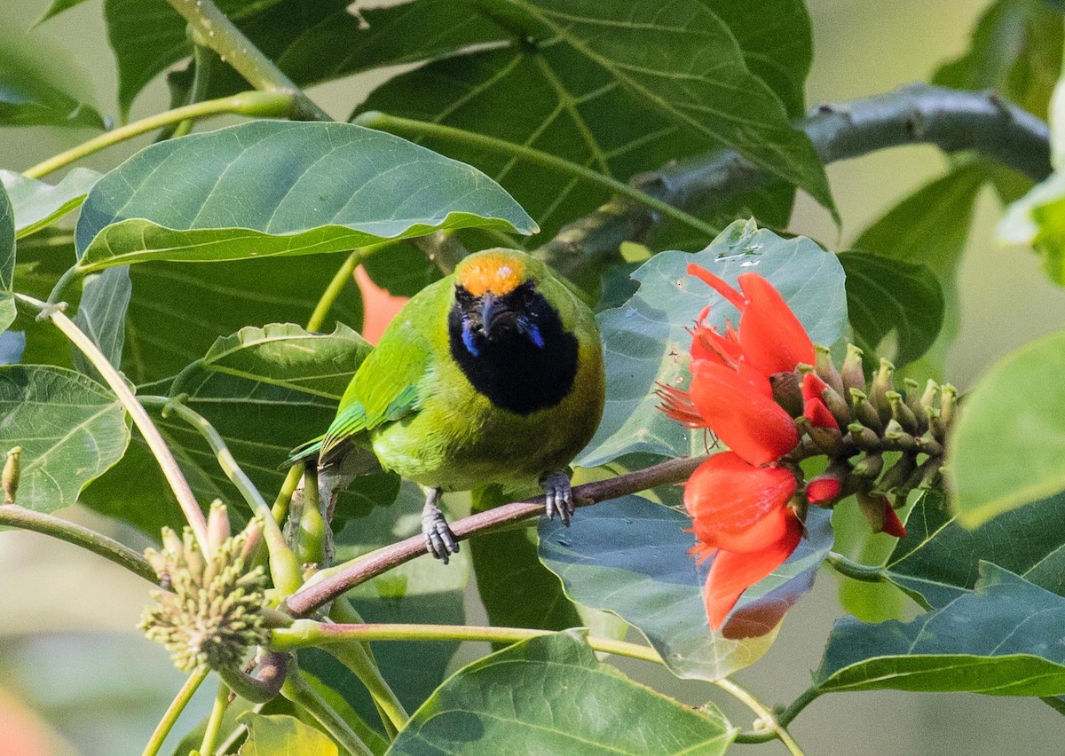 Golden-fronted Leafbird - ML636397627