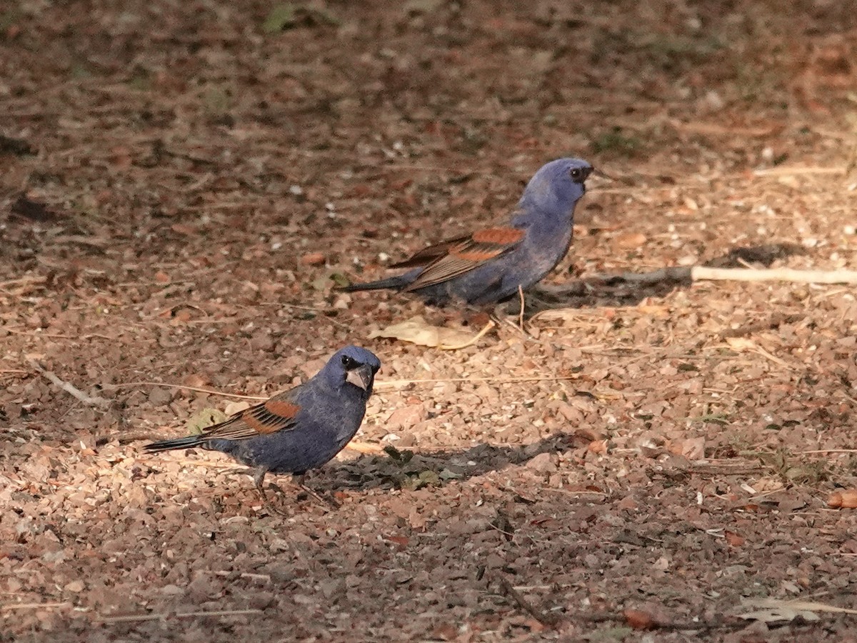 Blue Grosbeak - ML636397637